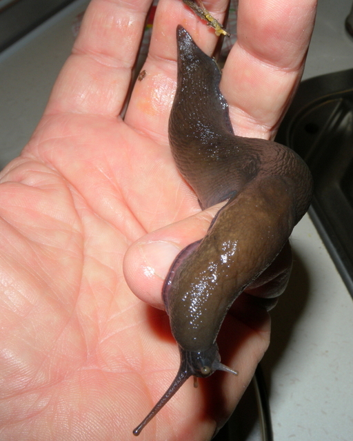 Limax corsicus gruppo da Visso (Mti. Sibillini)